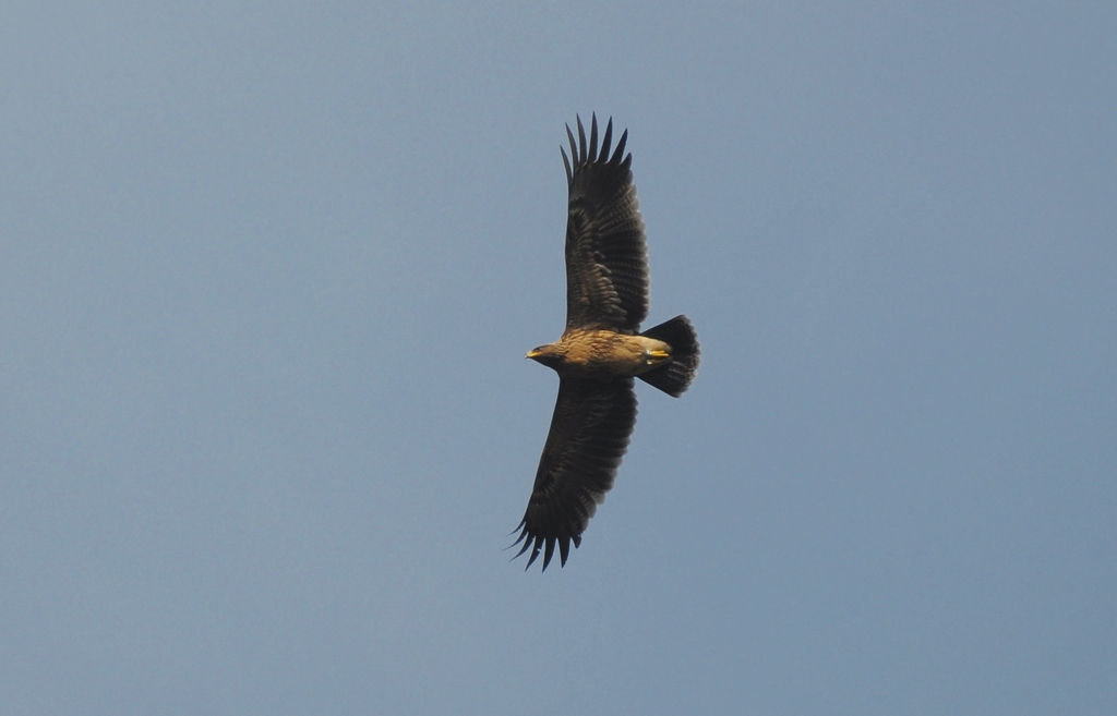 aquila anatraia minore